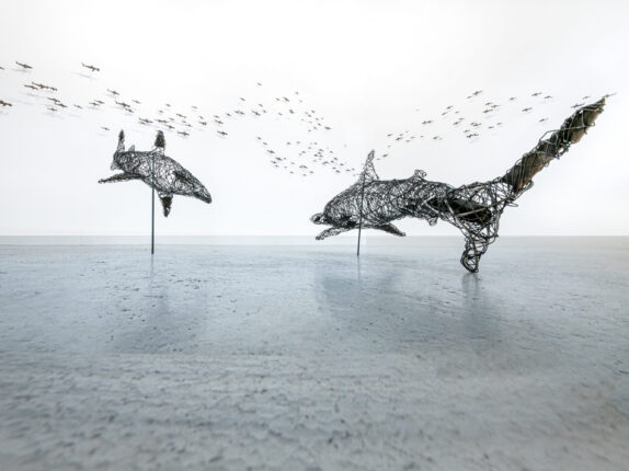 Haischwarm Foto Gerd Plitzner#2