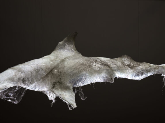 Hammerhaie 2 Foto Peter Hinschläger