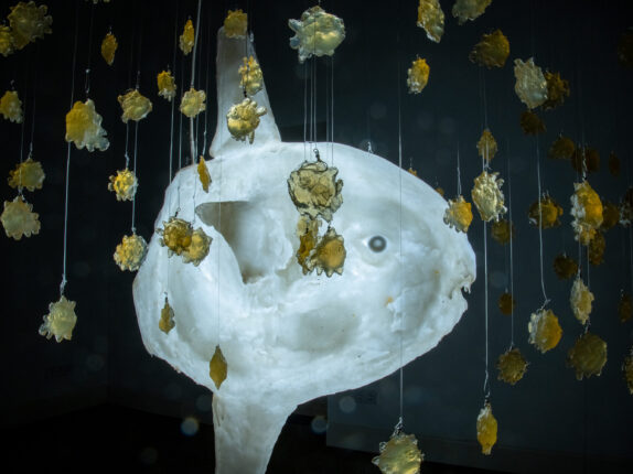 Mondfisch Foto Gerd Plitzner#3